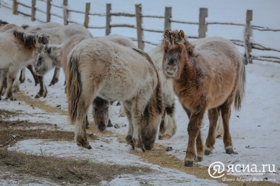 Для развития табунного коневодства в Якутии нужны кадры, система закупа и сбыта продукции