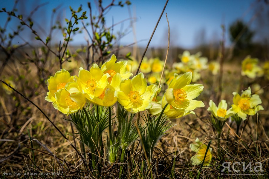 Нежный цветок весны. В Якутии сегодня отмечают День подснежника