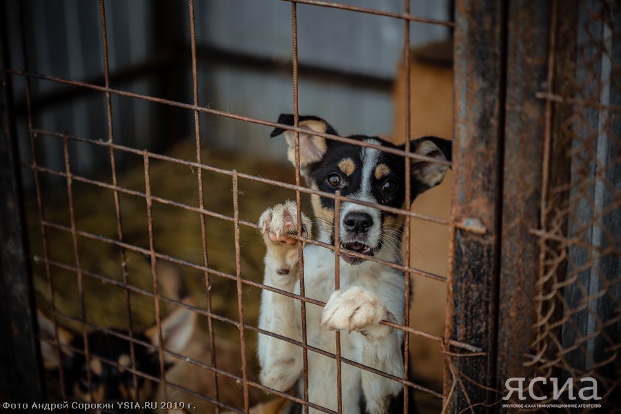 Директор фонда "Помоги выжить": Половина отловленных в Якутске собак являются хозяйскими