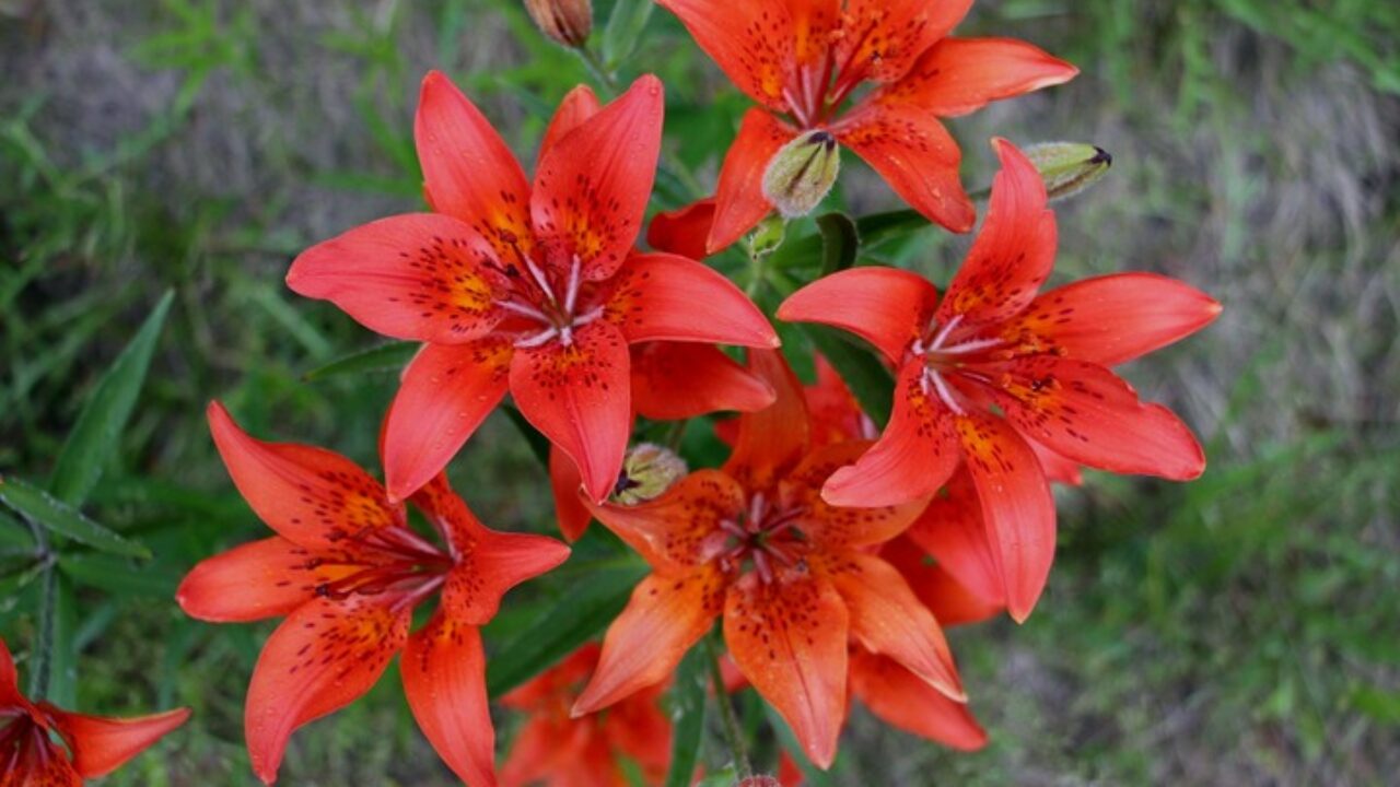 Цветок Сардаана