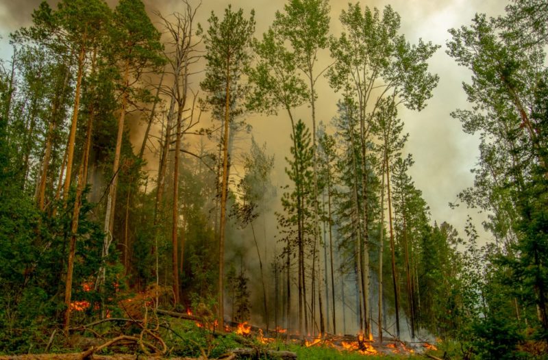 В регионах России тушат лесные пожары на площади почти 65 тыс. га 