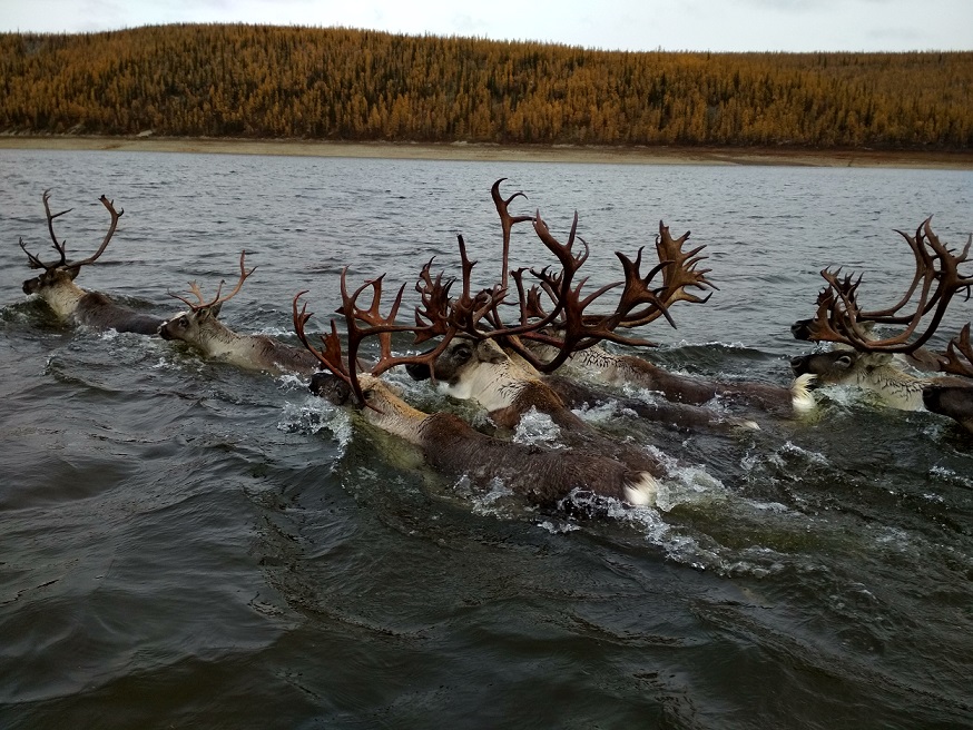 В Якутии реализуют проекты по сохранению дикого северного оленя