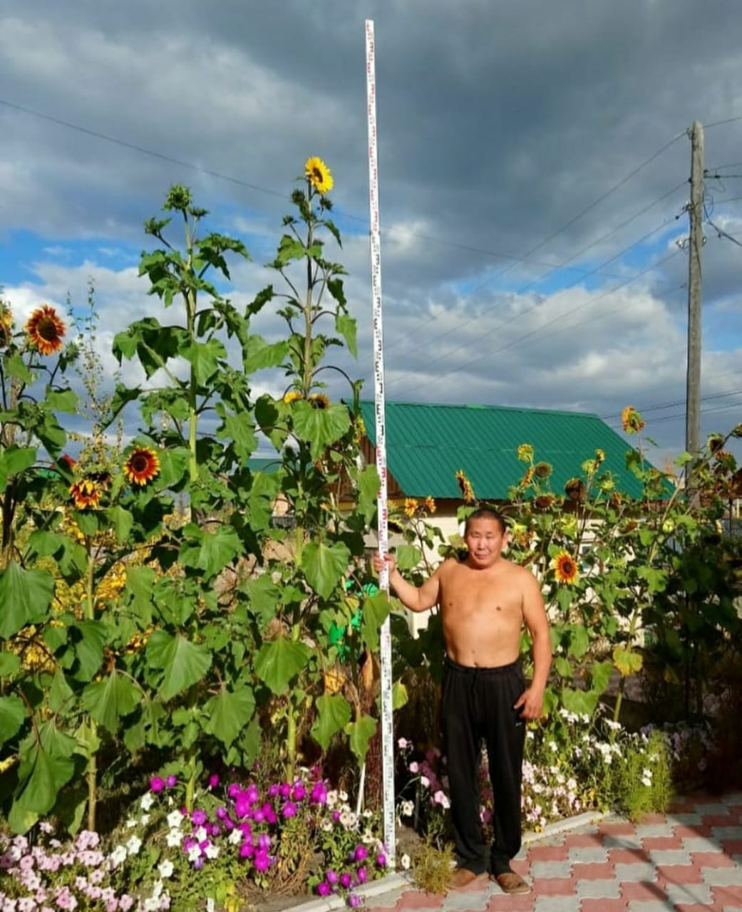 В пределах нормы: История трехметрового подсолнуха в Якутии