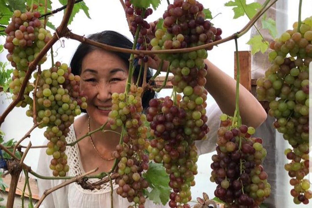 «Вкус нашего винограда неповторим». Садовод из Якутии рассказала о собственном винограднике