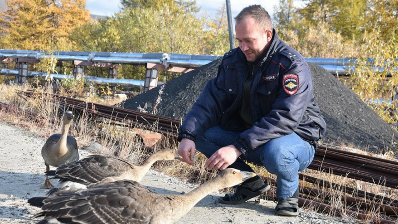 В Депутатском сотрудник полиции спас трех диких гусей — ЯСИА