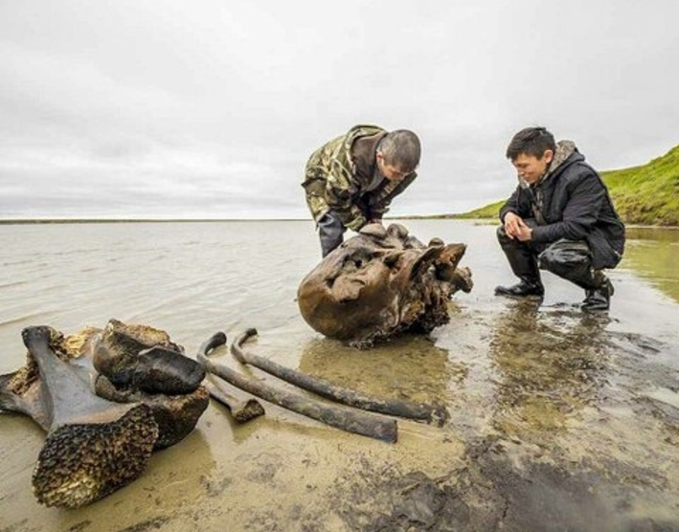 Минпромгеологии Якутии: За сбор бивней мамонта без лицензии грозит штраф до 1 млн рублей