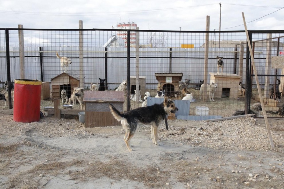 В Пункте передержки животных Якутска провели массовую вакцинацию собак