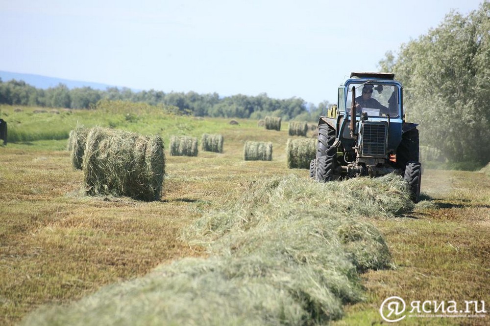В Якутии планируют максимально заготовить сено на территории республики