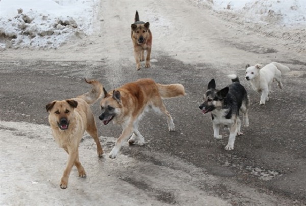 Общественности Якутии предлагают обсудить поправки в закон о безнадзорных животных