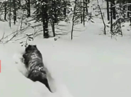 В Якутии приняли решение ликвидировать медведя-шатуна