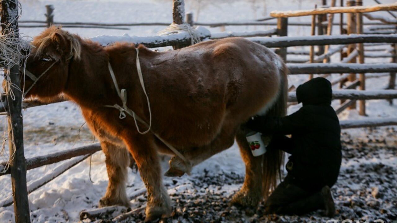 Крестьянское хозяйство «Эйгэ» производит домашний кумыс по своему  уникальному рецепту — ЯСИА