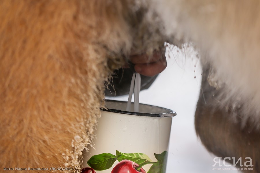 ФОТОФАКТ: Как доят кобыл в якутские морозы