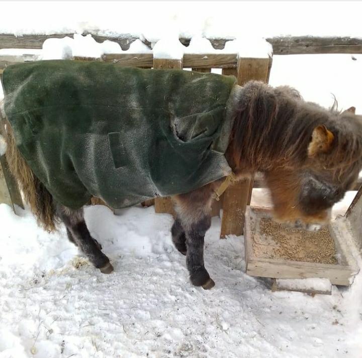 Укрытая шубой от холода якутская лошадь стала звездой соцсетей