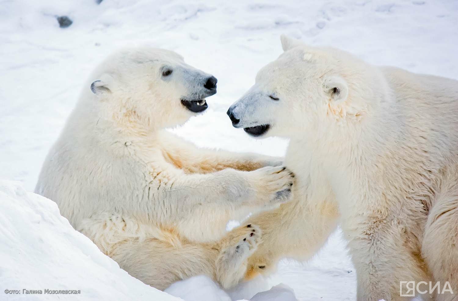 Победитель конкурса об Арктике примет участие в авиамониторинге белых медведей в Якутии