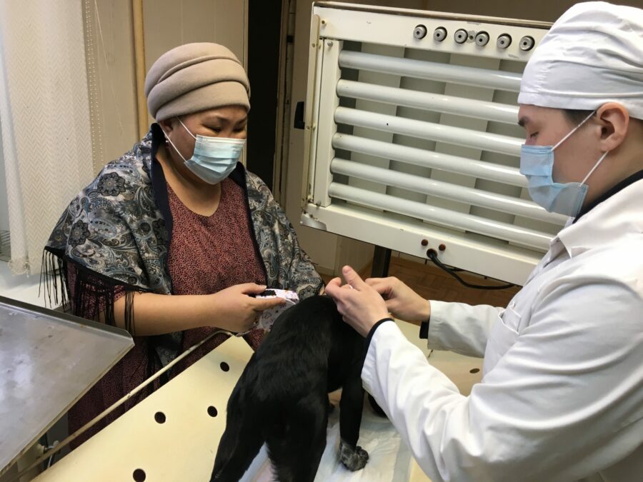 Управление ветеринарии проводит маркирование и вакцинацию домашних животных в районах Якутии