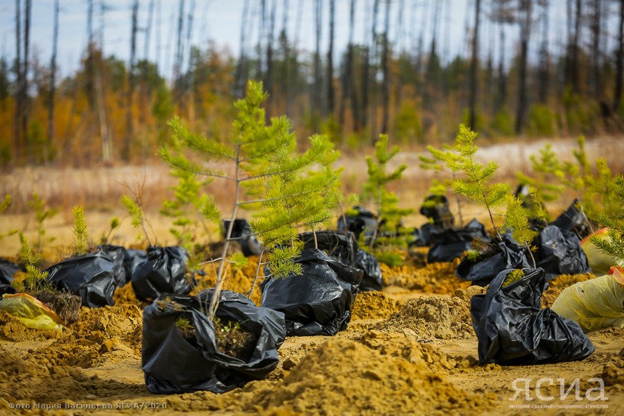 Константин Кривошапкин: Будущее лесовосстановления республики - за карбоновыми полигонами