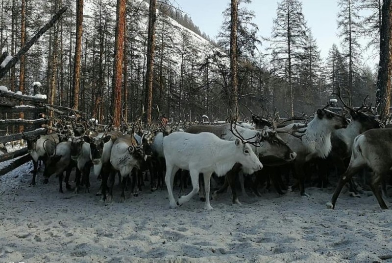 Весенняя корализация оленей проходит в районах Якутии