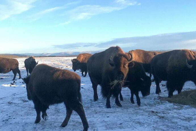 В Якутии разводят овцебыков, яков и бизонов, а также планируют клонировать мамонта
