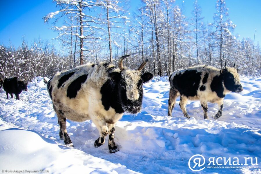 В Якутии повысят субсидию на поголовье коров для личных подсобных хозяйств