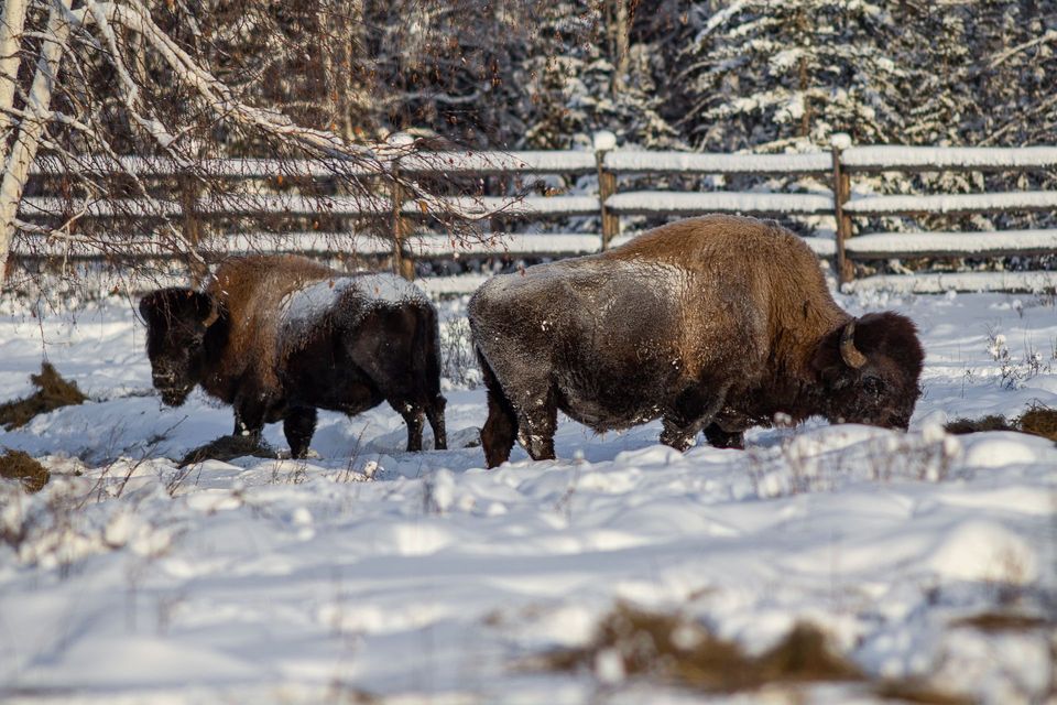 В питомнике «Усть-Буотама» Якутии родились первые в этом году телята бизонов