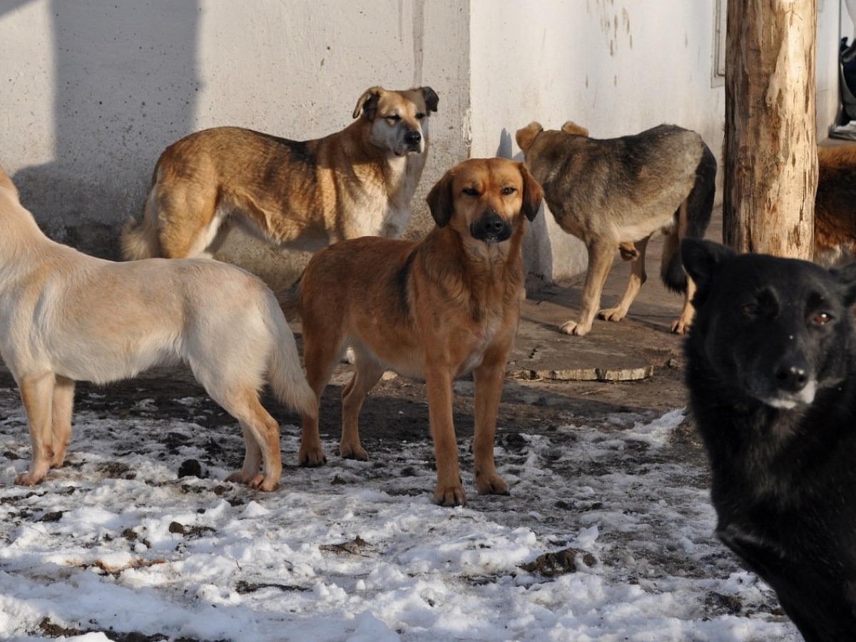 Айсен Николаев: Правильное сочетание мер позволит решить проблему безнадзорных животных