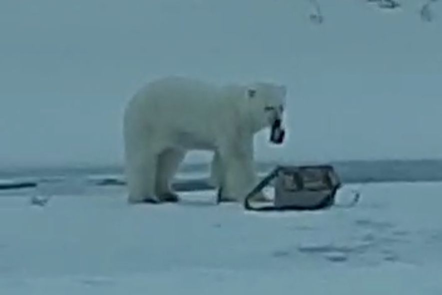 Украсть медведя. Белый медведь в Якутии. Белый медведь каннибал.