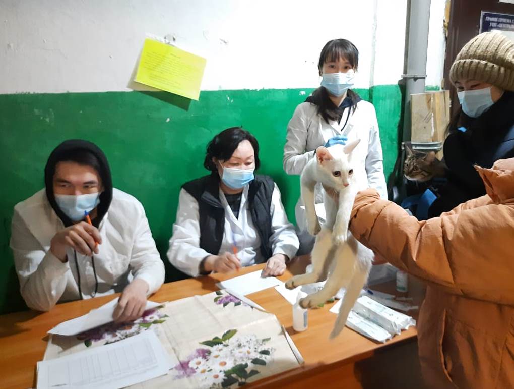 Собак и кошек в Якутске вакцинировали