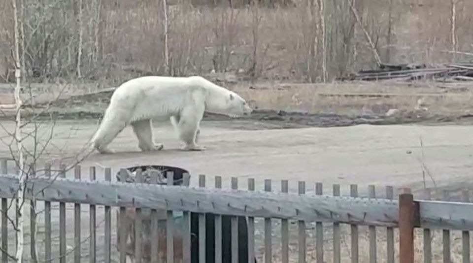Куда отправить дикого белого медведя власти Якутии решат совместно с Минприроды России