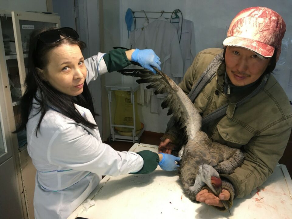 Раненого журавля спасли в Нижнеколымском районе Якутии
