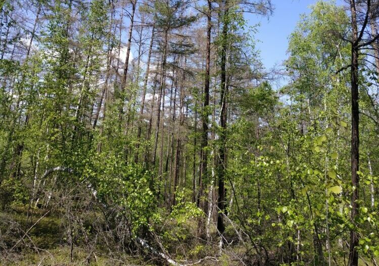 Спасут ли мухи-тахины леса Якутии от шелкопряда?