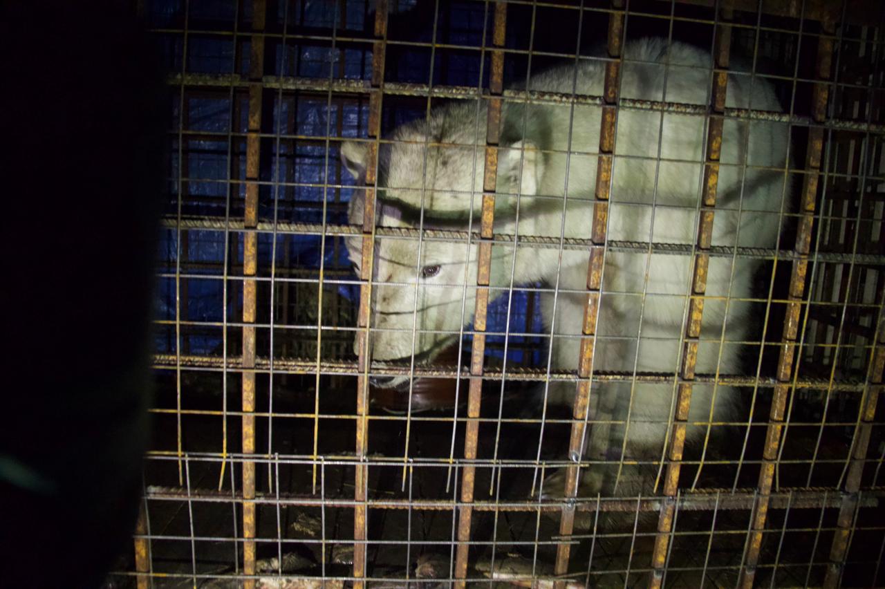 Найденный в якутском поселке белый медведь помещен в зоопарк 