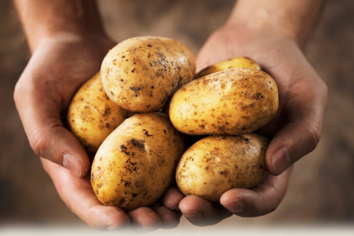 Правительство расширит поддержку производителей картофеля и других овощей
