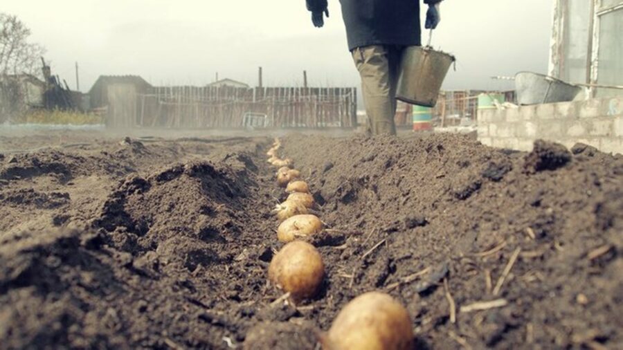 ВИДЕО. В Якутии придумали народную картофелесажалку