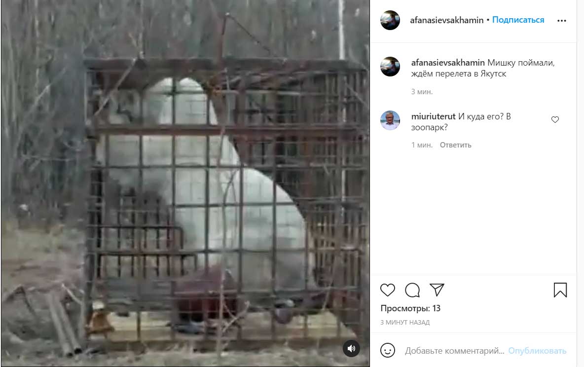 Опубликовано видео с пойманным в клетку белым медведем в Якутии
