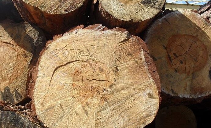 Якутия за три месяца экспортировала 634 кубометра древесины