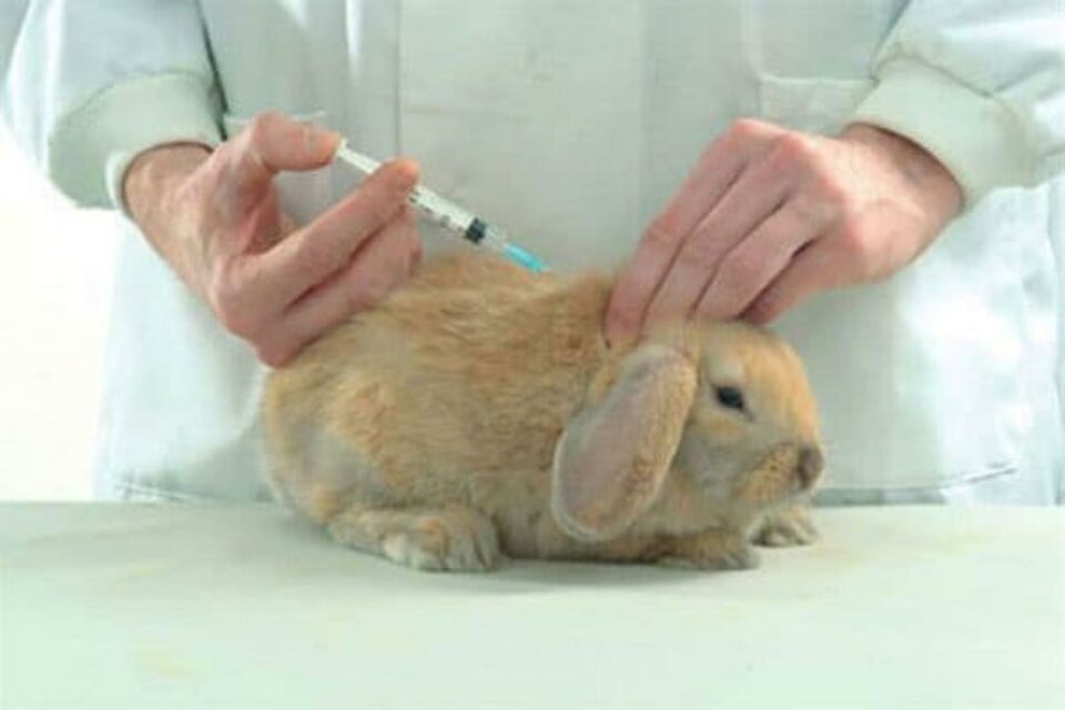 Колем кролика. Миксоматоз у кроликов вакцина.