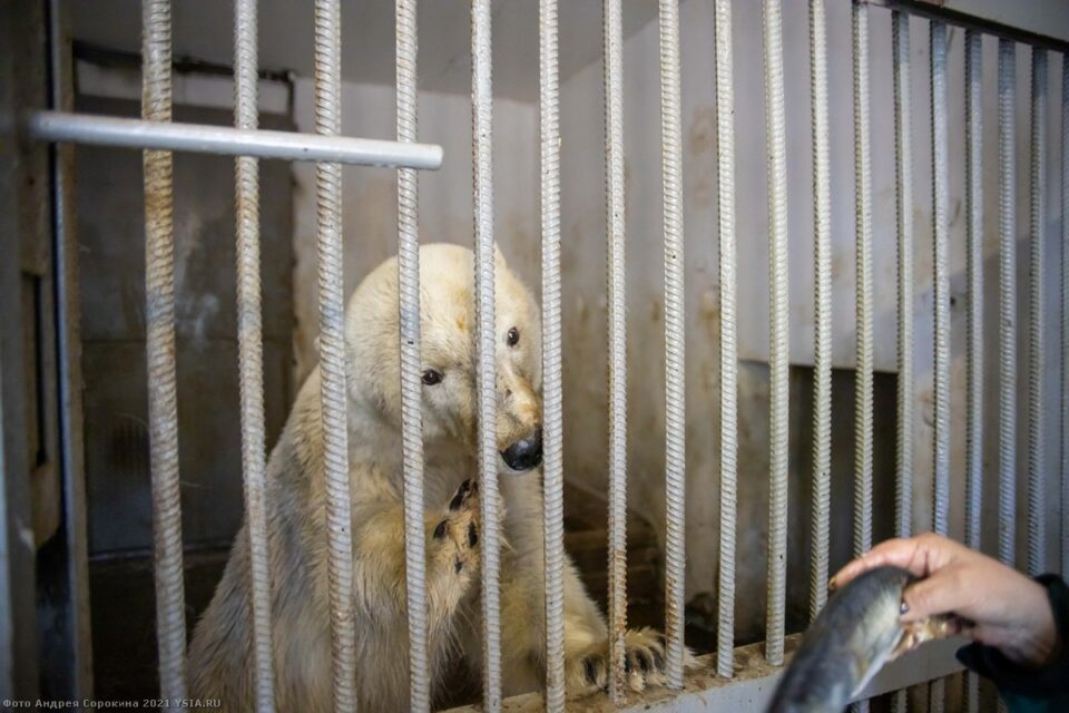 В Минэкологии Якутии объяснили, почему не отпустили белого медведя на волю