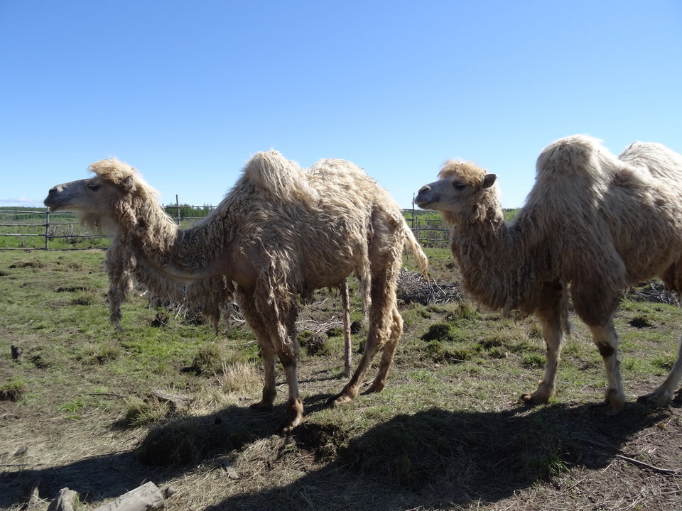 В Плейстоценовый парк Якутии завезли 10 верблюдов и 37 коз