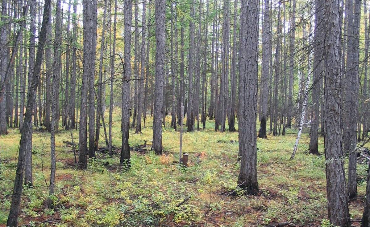 783 человека задействовано на тушении лесных пожаров в Якутии