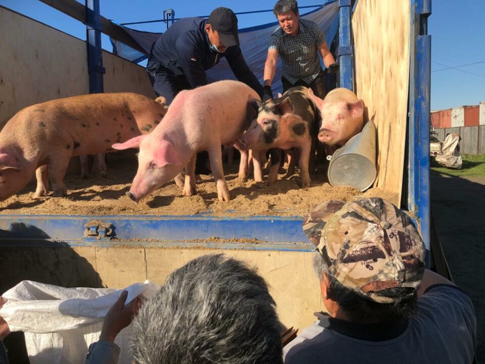 В районы Якутии доставили более 3 тысяч свиней и свыше 71 тысяч кур