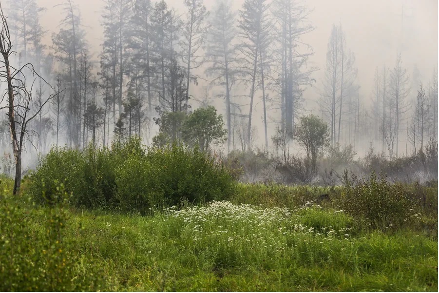 Лесной пожар около села Магарас Горного улуса Якутии локализован