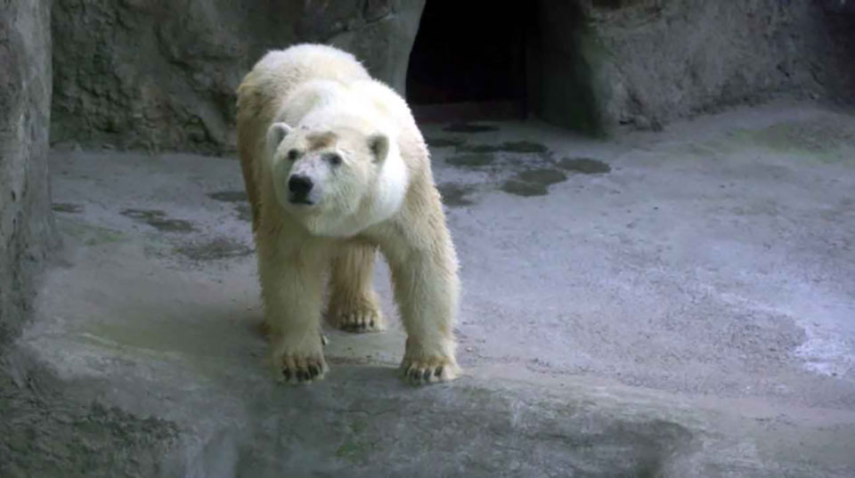 Буся, Джебарика, Урсула – пользователи соцсетей придумывают имя для спасенной в Якутии медведицы