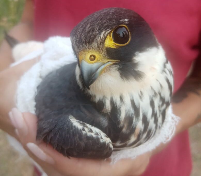 Жители Якутии спасли раненых птиц, в том числе занесенных в Красную книгу