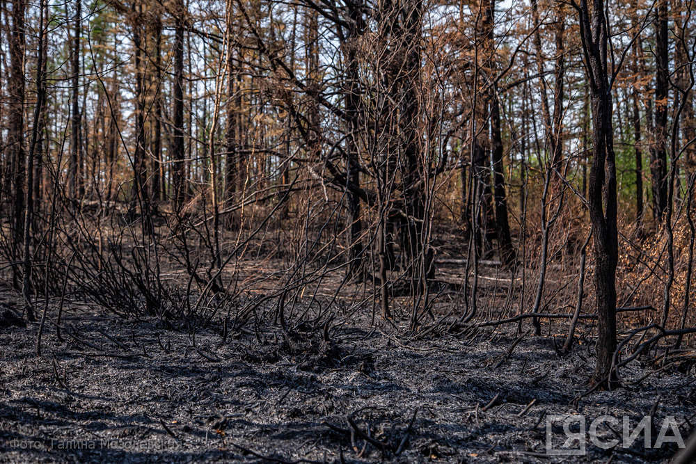 В Якутии проводят верификацию площади лесных пожаров за 2023 год