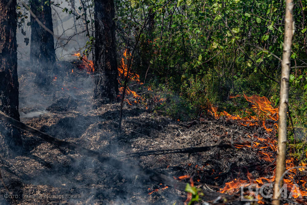 В Якутии за сутки ликвидировали девять лесных пожаров