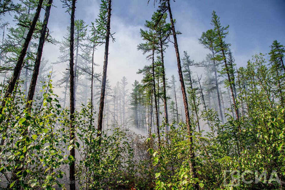 В Якутии за сутки не обнаружено новых лесных пожаров