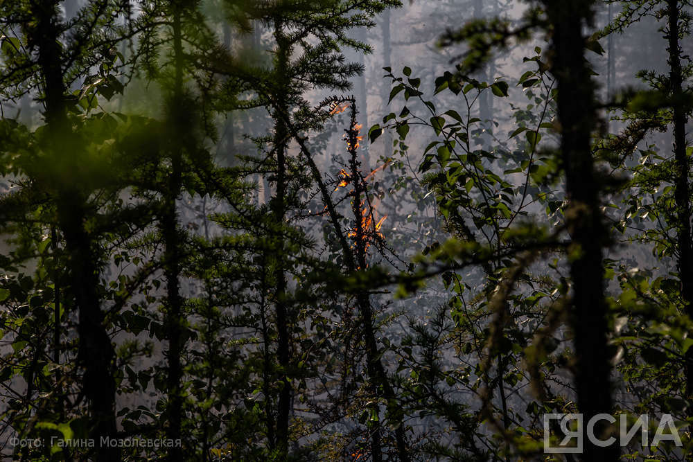 В Усть-Алданском улусе Якутии почти 300 человек тушат 3 лесных пожара
