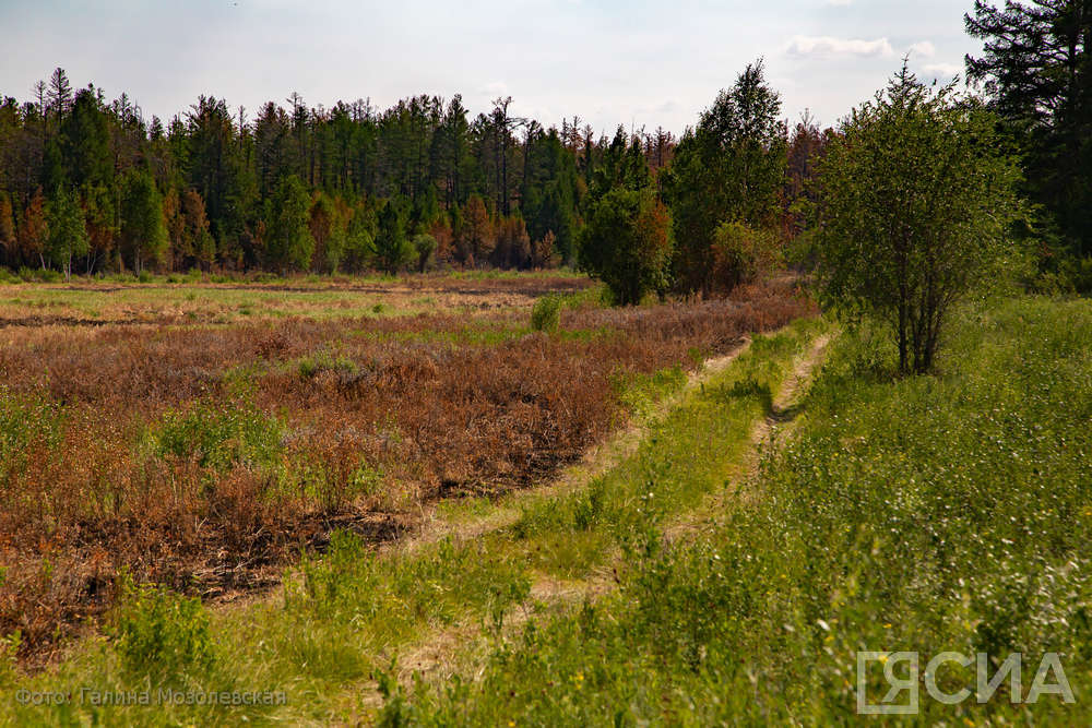 В Якутии обновят свыше тысячи километров минерализованных полос