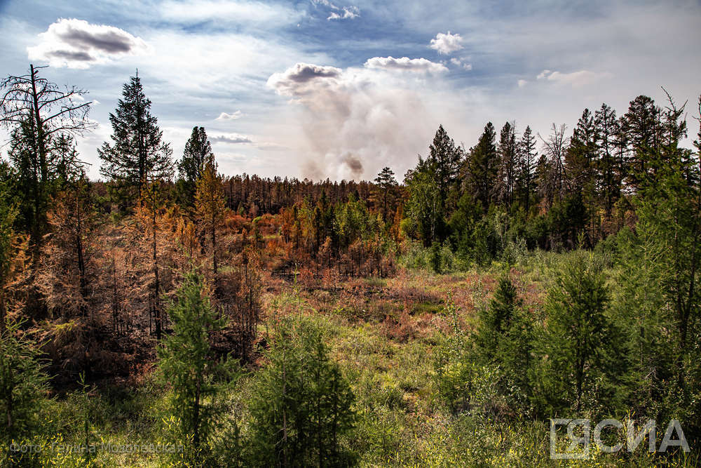 Ученый Александр Исаев: В Якутии леса формировались в условиях периодических лесных пожаров