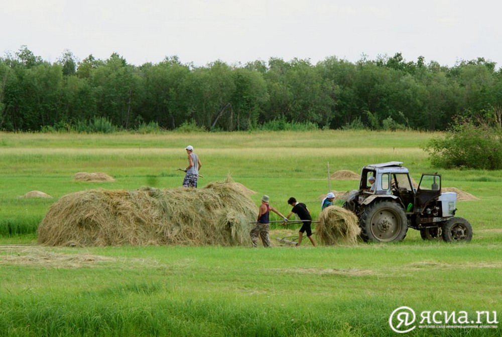 В Якутии заготовлено более 114 тысяч тонн сена